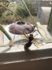 Vespa crabro