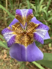 Trimezia coerulea