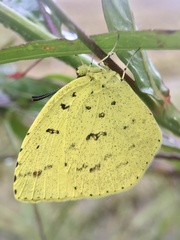 Eurema mandarina