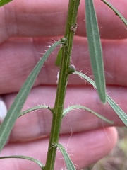 Liatris elegantula