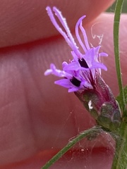 Liatris elegantula