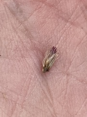 Liatris elegantula