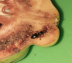 Crematogaster scutellaris