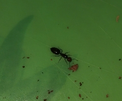 Crematogaster scutellaris