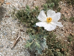 Argemone munita