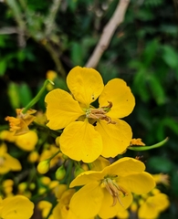 Senna silvestris