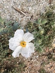 Argemone munita