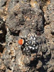 Phidippus tyrrelli