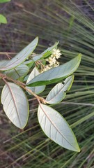 Pomaderris intermedia