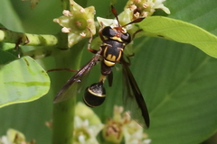 Polybiomyia macquarti