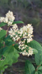 Pomaderris intermedia