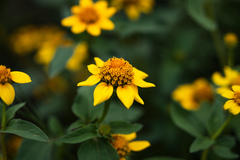 Heliopsis annua