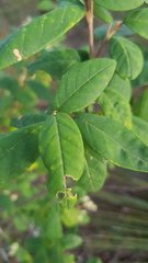 Pomaderris intermedia