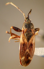 Eremocoris obscurus