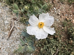 Argemone munita