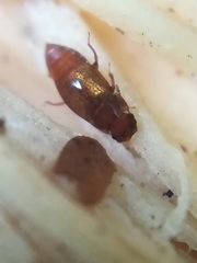 Proteininae