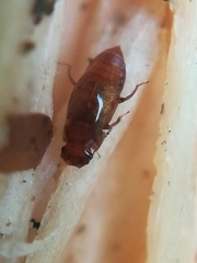 Proteininae