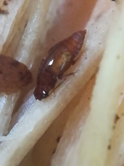 Proteininae