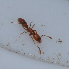 Hypoponera punctatissima