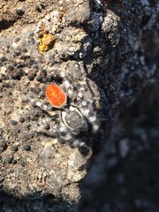 Phidippus tyrrelli
