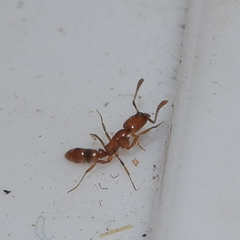 Hypoponera punctatissima