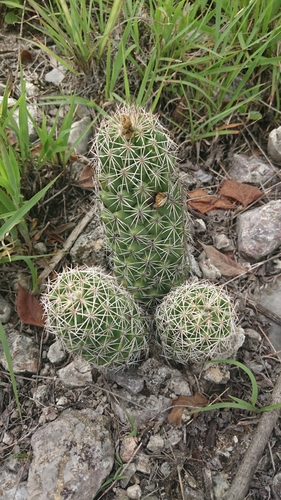 Coryphantha jalpanensis