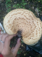 Cerioporus squamosus