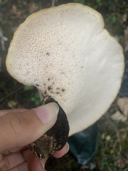 Cerioporus squamosus