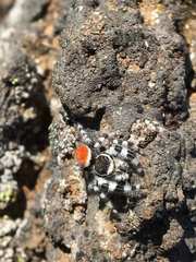 Phidippus tyrrelli