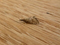 Glaucocharis dilatella