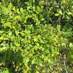 Forestiera ligustrina