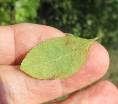 Forestiera ligustrina