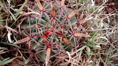Ferocactus latispinus