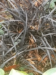 Ophiopogon planiscapus