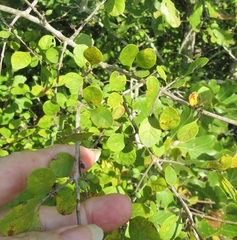 Forestiera ligustrina