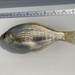 White Surfperch - Photo (c) prickly_sculpin, some rights reserved (CC BY-NC), uploaded by prickly_sculpin