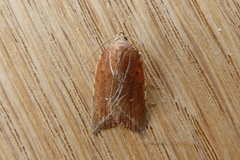 Arachnographa micrastrella