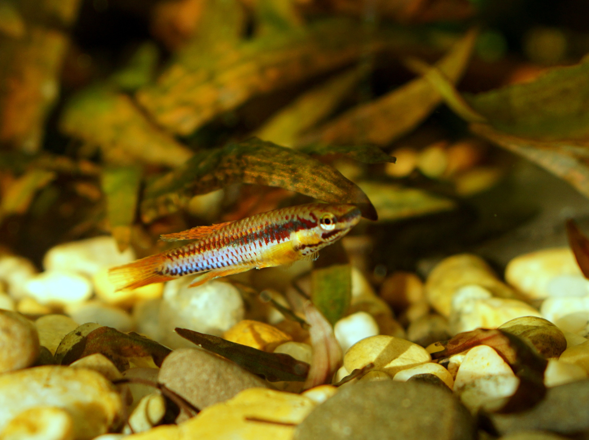 Aphyosemion bivittatum