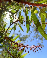 Comarostaphylis