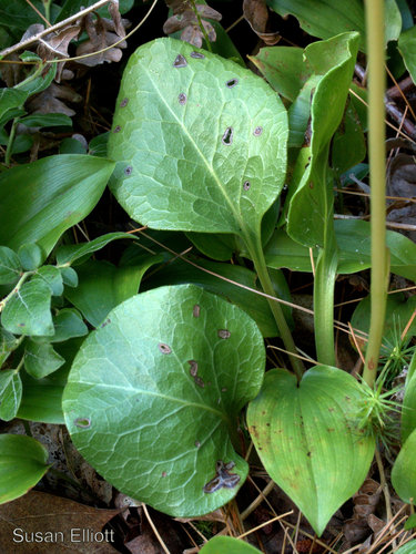 American wintergreen