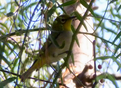 Zosterops simplex