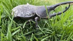 Dynastes ecuatorianus