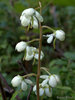 American Wintergreen - Photo (c) Susan Elliott, some rights reserved (CC BY-NC), uploaded by Susan Elliott