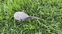 Dynastes ecuatorianus