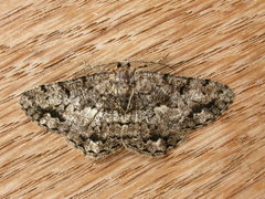 Hypomecis externaria