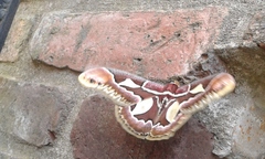 Rothschildia jacobaeae