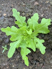 Lactuca sativa longifolia