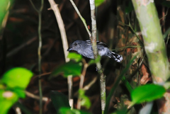 Thamnophilus ambiguus