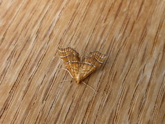 Musotima ochropteralis