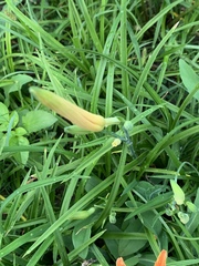 Hemerocallis citrina